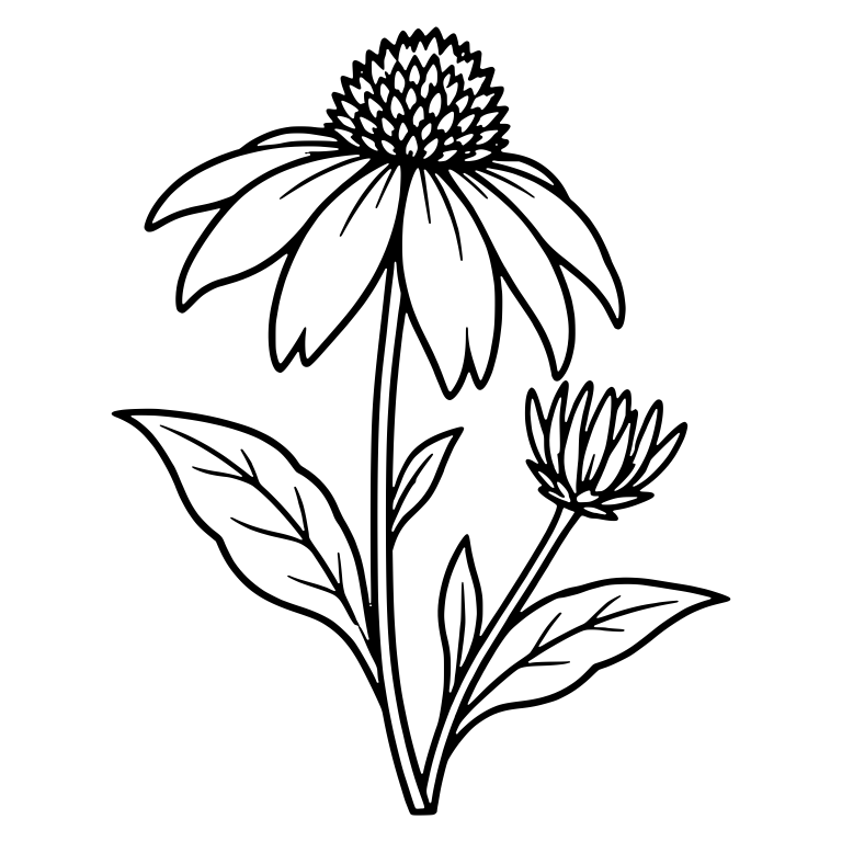 Coneflower with Spiky Center, Drooping Petals and Bud — free floral SVG cut file