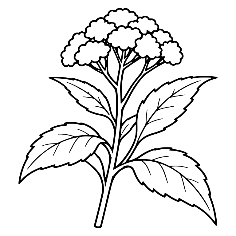 Joe Pye Weed Flower Cluster With Large Veined Leaves — free floral SVG cut file