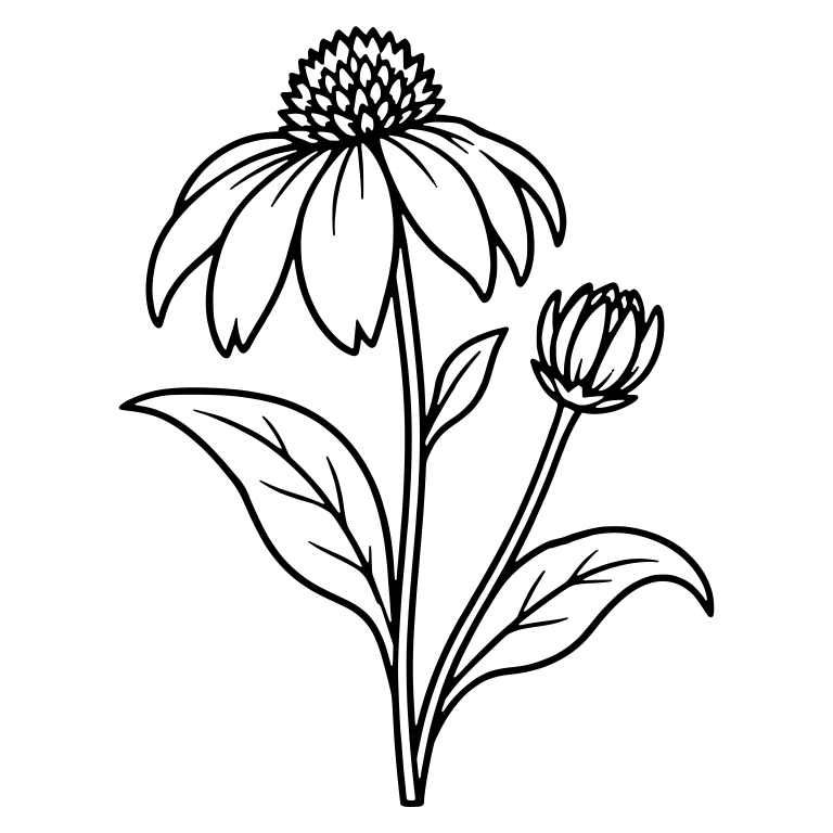 Coneflower With Scaly Cone And Closed Bud — free floral SVG cut file