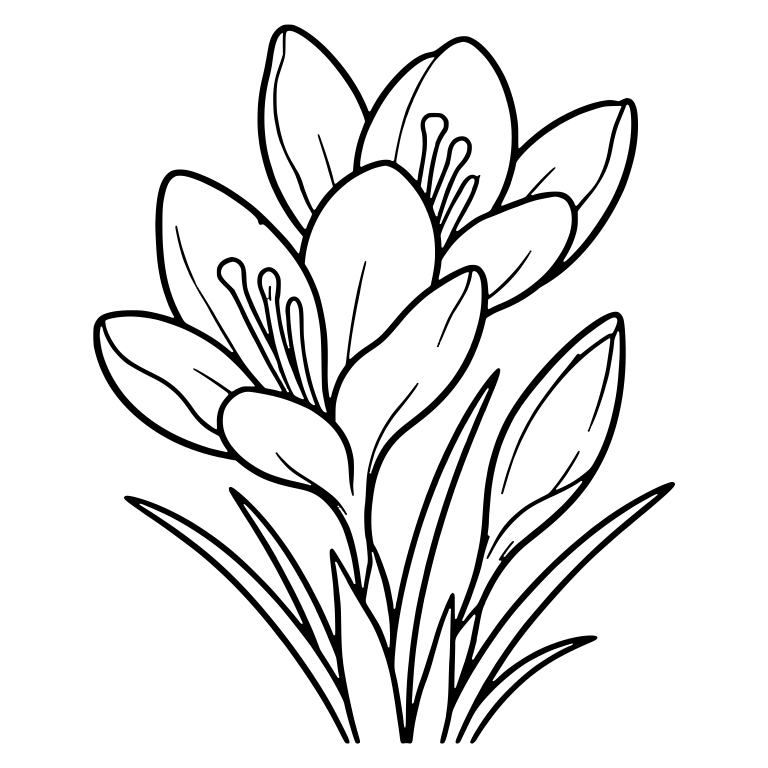 Crocus Cluster With Two Open Blooms And Grass Leaves — free floral SVG cut file