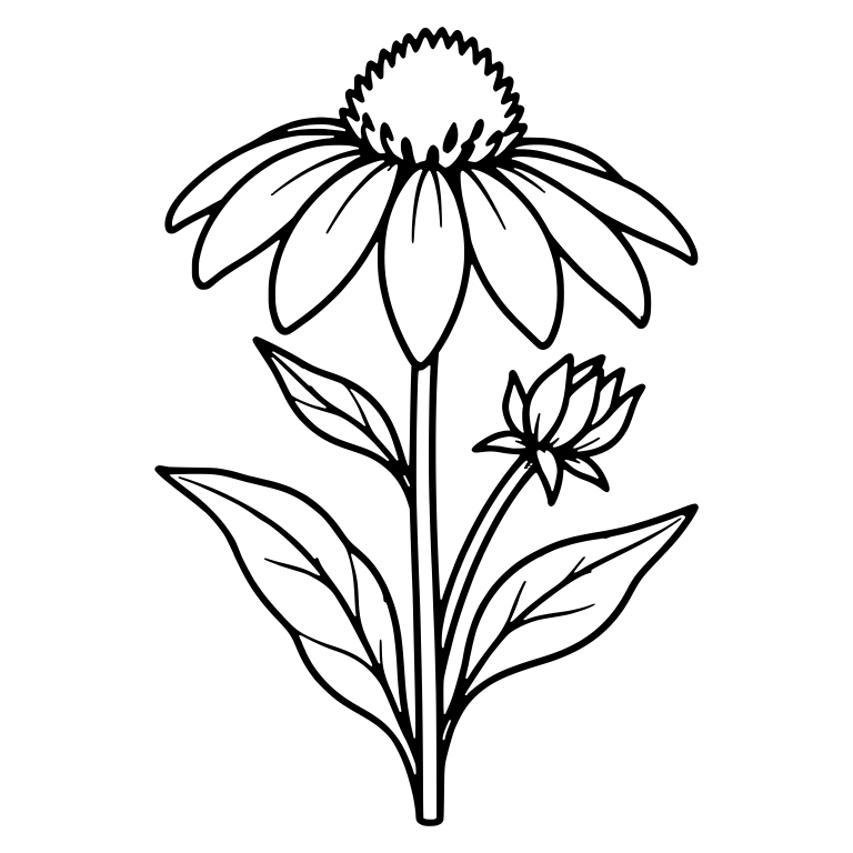 Upright Coneflower With Tall Stem And Side Bud — free floral SVG cut file