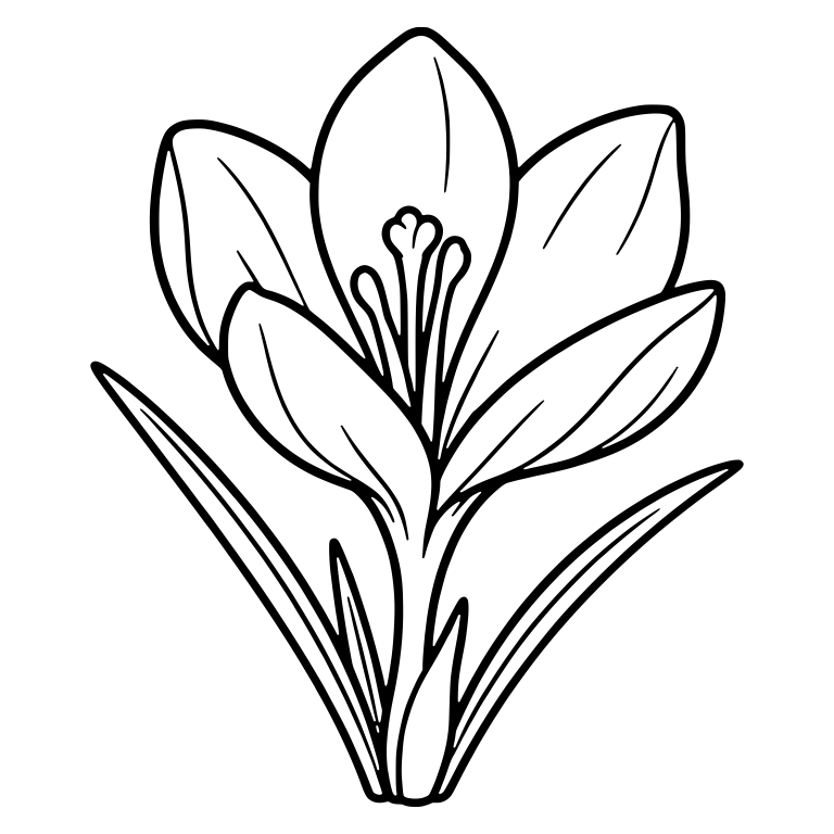Open Crocus With Large Center Stamens And Grass Blades — free floral SVG cut file