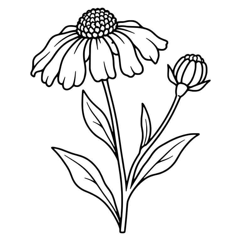 Helenium Flower and Bud on a Branching Stem — free floral SVG cut file