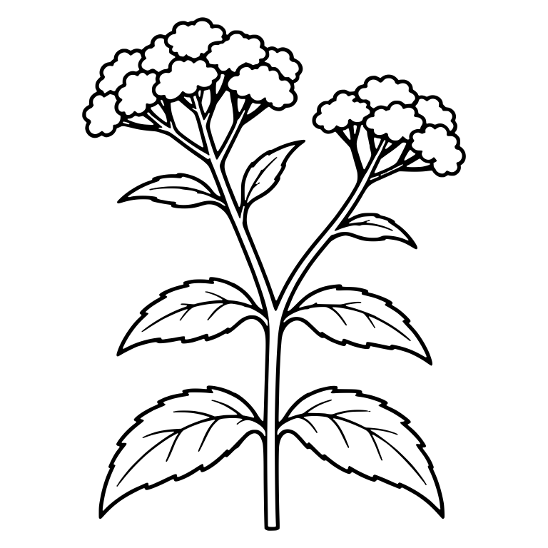 Branching Joe Pye Weed With Two Flower Clusters — free floral SVG cut file