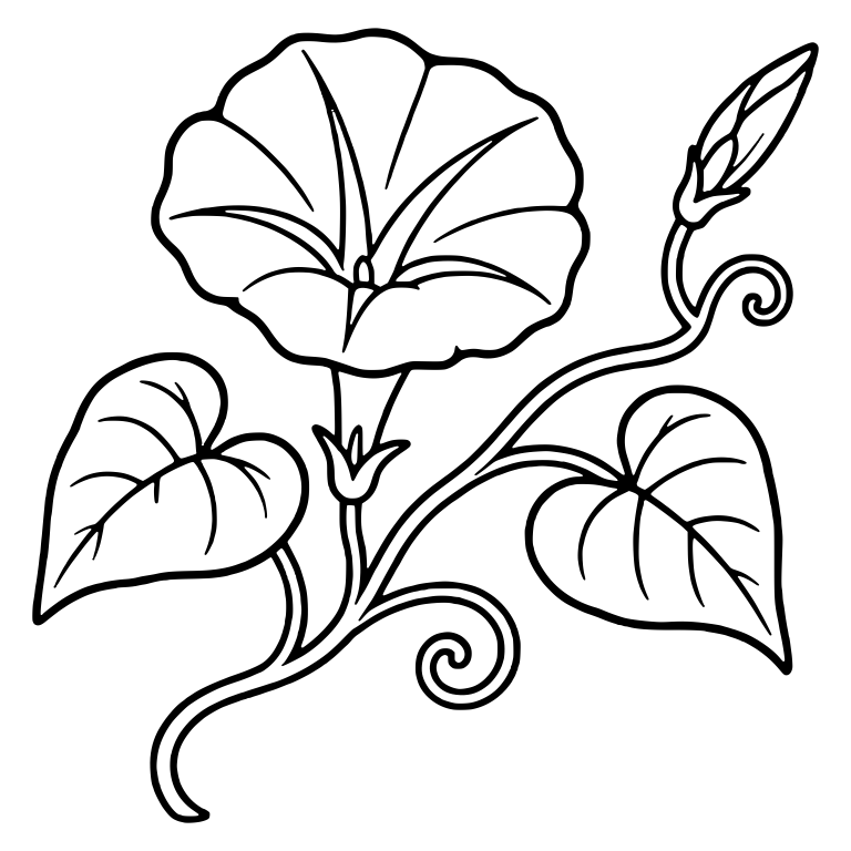 Morning Glory Face-On Bloom With Bud and Curly Tendrils — free floral SVG cut file