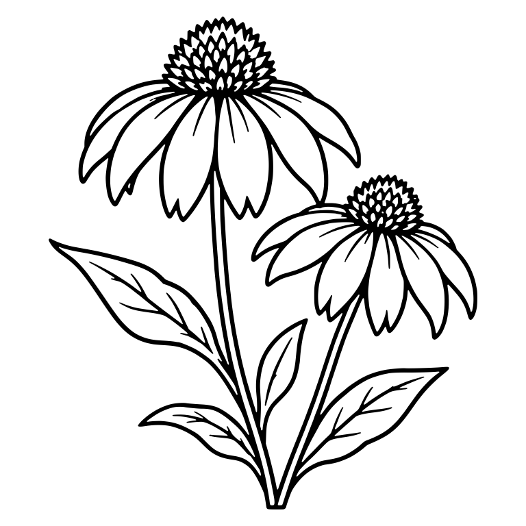 Two Coneflowers With Scaly Cones And Notched Petals — free floral SVG cut file