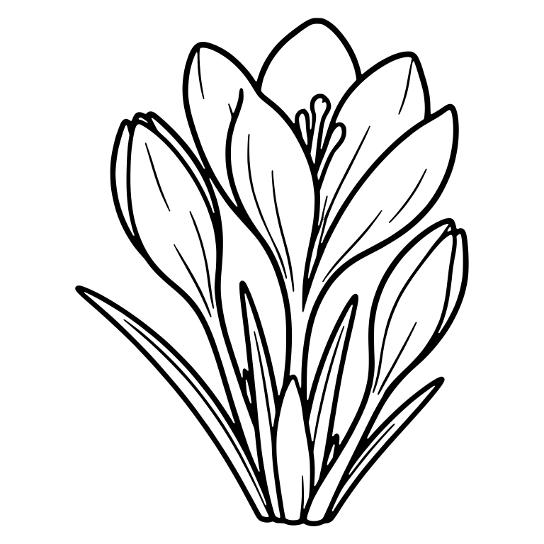 Crocus Bunch With Closed Buds And One Open Bloom — free floral SVG cut file
