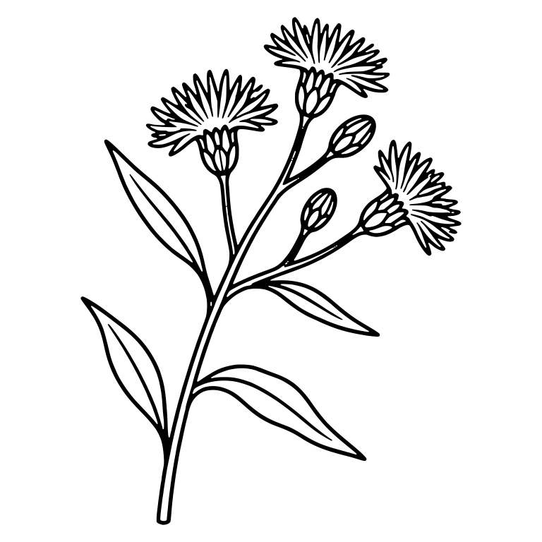 Ironweed Stem With Three Fringed Flowers and Two Buds — free floral SVG cut file