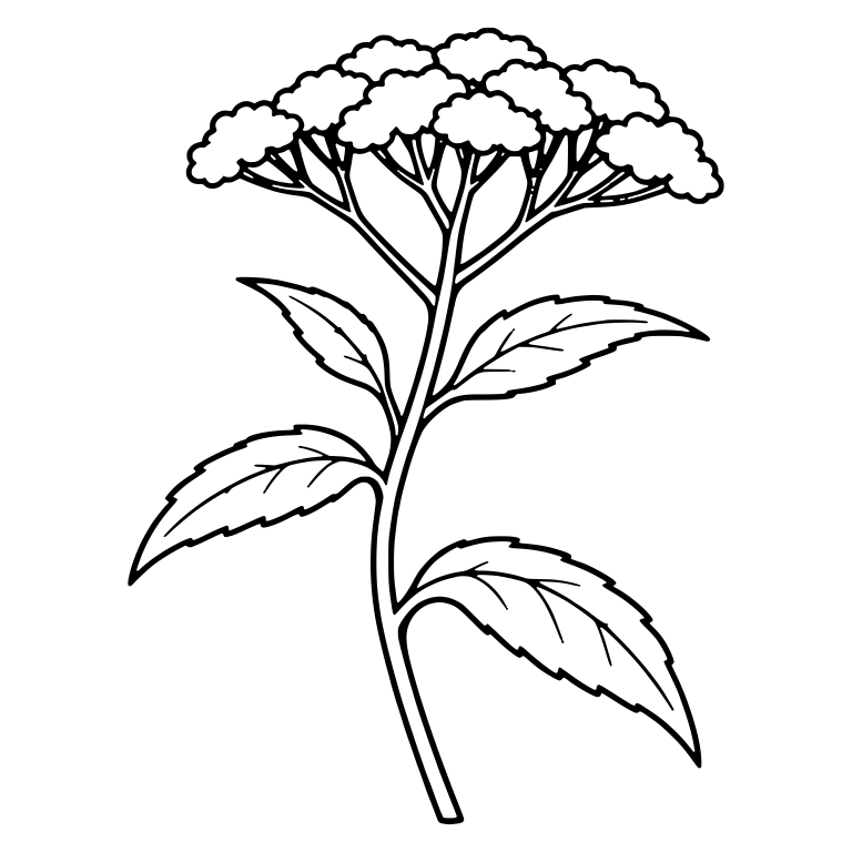 Joe Pye Weed with Domed Flower Cluster and Toothed Leaves — free floral SVG cut file