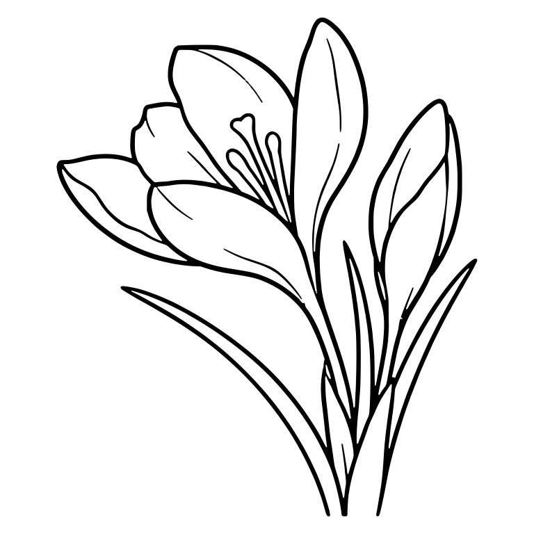 Crocus With Leaning Bloom And Tall Bud — free floral SVG cut file