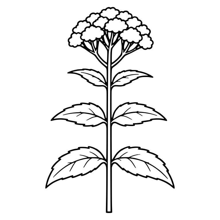 Tall Joe Pye Weed Stem With Tiered Serrated Leaves — free floral SVG cut file