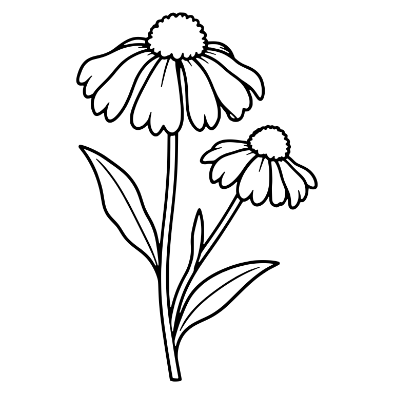 Two Sneezeweed Flowers With Pom-Pom Centers — free floral SVG cut file