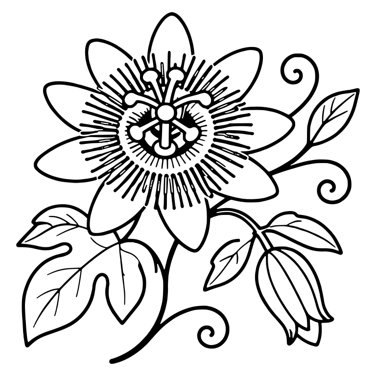 Passion Flower With Fringed Corona, Bud and Curly Tendrils — free floral SVG cut file