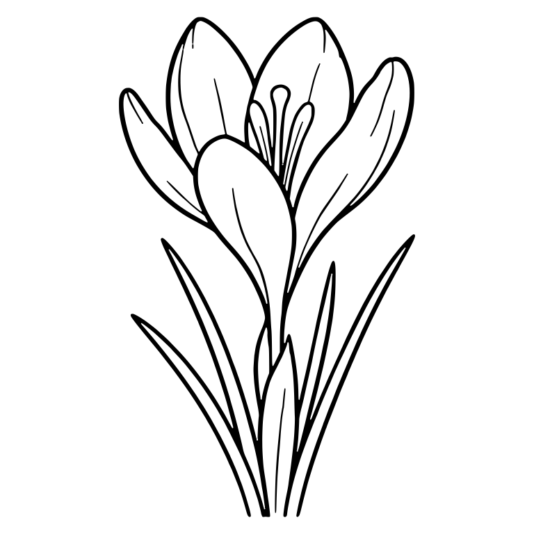 Tall Single Crocus With Slender Stamens — free floral SVG cut file