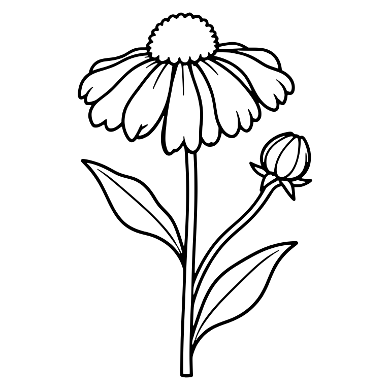 Sneezeweed Flower and Bud With Round Fluffy Center — free floral SVG cut file