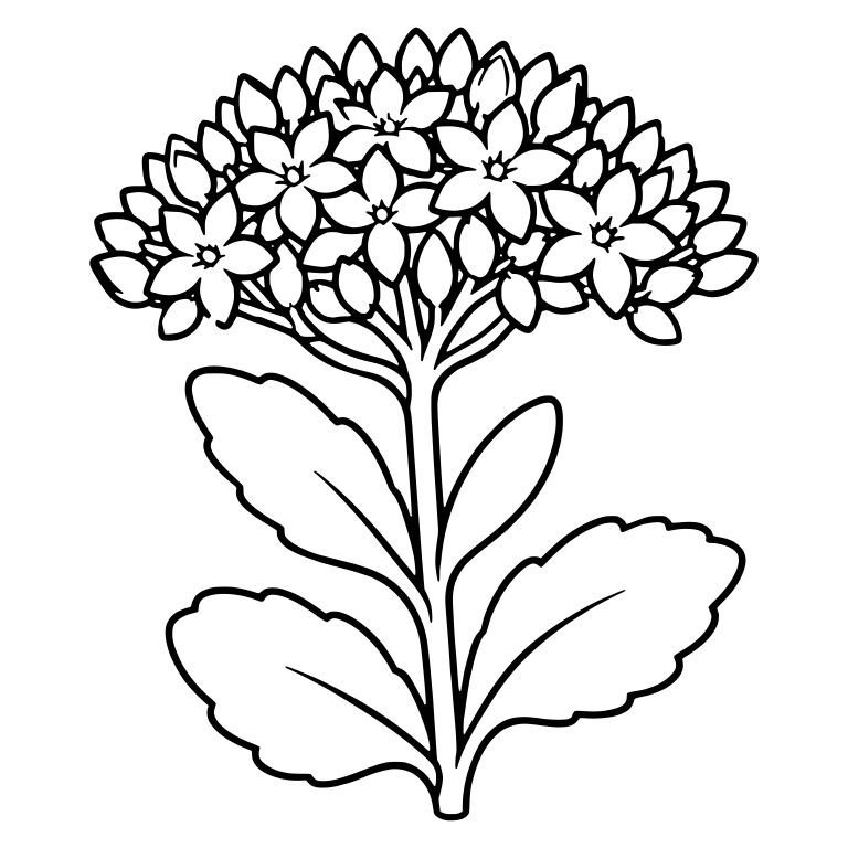 Sedum Flower Cluster With Scalloped Leaves — free floral SVG cut file