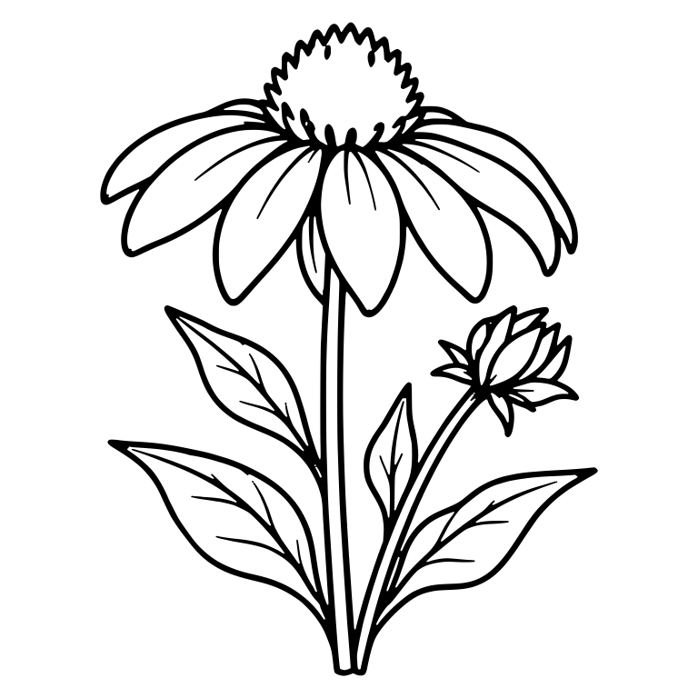 Coneflower With Wide Petals, Bud And Four Leaves — free floral SVG cut file